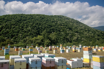 Beekeepers working to collect honey