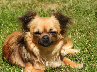 Chihuahua à poils longd