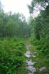 Fototapeta na wymiar Rain in the green mountain forest of Stara Planina national park in Serbia