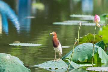 pond heron (Ardeola bacchus) on lotus leaves in pond