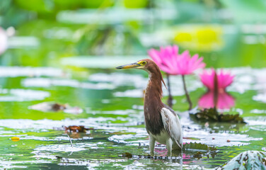 pond heron (Ardeola bacchus) on lotus leaves in pond