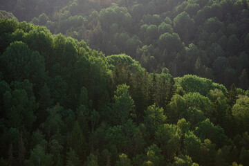 Rising sunlight over green forest