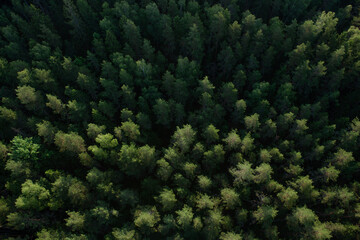 Green forest from above the ground