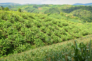 Fototapeta na wymiar Banana garden tree view on top - banana plantation in the mountain agriculture Asia in Thailand