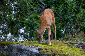 deer in the woods
