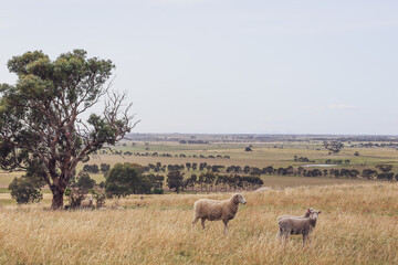 herd of sheep in field