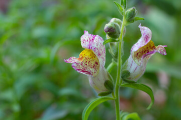 farbenfrohe duftende löwenmäulchen in einem sommerlichen garten