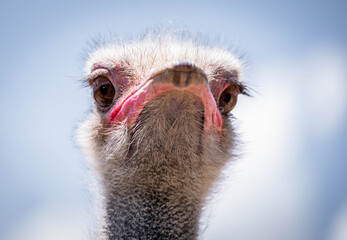 Ostrich Close up portrait, Close up ostrich head. South African male ostrich..