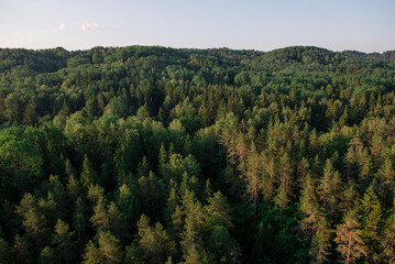 Morning sun over a forest