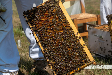 Beekeepers working to collect honey