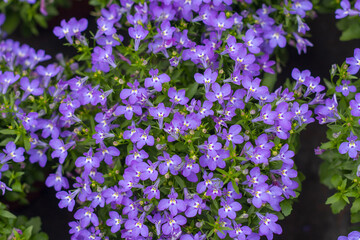 Obraz premium Purple flowers in full bloom，Lobelia erinus
