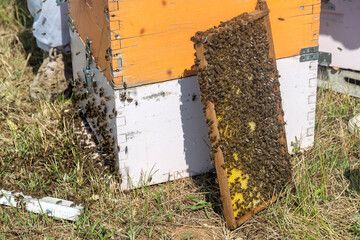 Beekeepers working to collect honey