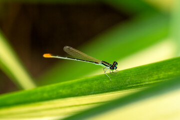 Dragonfly on a leaf