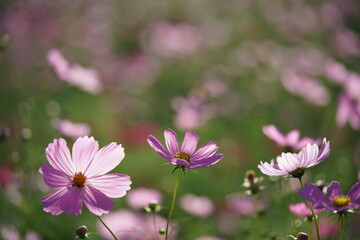 Fototapeta premium Light Pink Flower of Cosmos in Full Bloom 