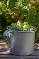Gooseberries in an aluminum mug