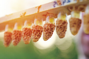 plastic queen cells with royal jelly Rebuilt from wax by honey bees on a plank in the beekeeper s hands. Conclusion of queen bees in beekeeping. Artificial insemination of queen bees. - obrazy, fototapety, plakaty