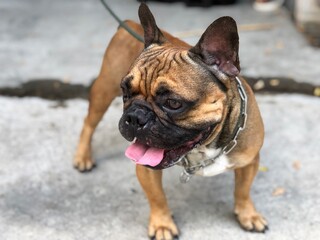 Adorable French bulldog puppy stay still and calm on cement floor, cute dog.