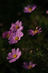 Obraz premium Light Pink Flower of Cosmos in Full Bloom 