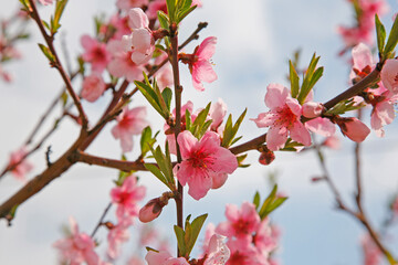Obraz premium Branches of peach blossoming crab pink flowers. Spring flowering garden fruit tree. Peach blossom close-up.