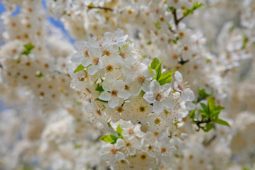 Branches of apple blossoming crab white flowers. Spring flowering garden fruit tree. Apple blossom close-up.