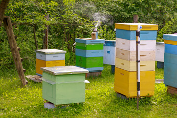 apiary with single-body beehives and multi-body beehives in the garden. Apiary on the plot, next to...