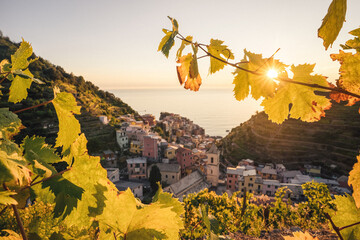 Sunset in the vineyard of Manarola in Cinque Terre, Italy in autumn - obrazy, fototapety, plakaty