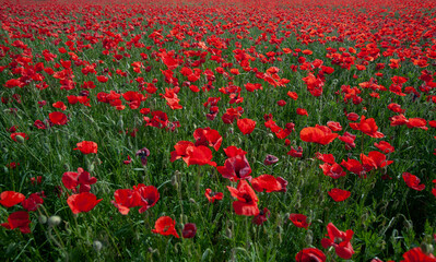 Field of wild red poppies close up