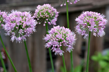 Blooming wild onion. Lilac balls of aromatic onions on a blurred background. Selective focus.