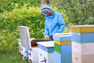 The beekeeper took out a frame from a single green hive. Apiary with calm bees. Checking the hives for roe.