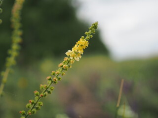 Field with yellow flowers shot with shallow depth of field with the aid of a monocle.