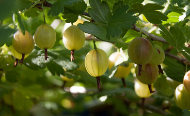 Green gooseberries on a branch