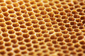 bee hive background