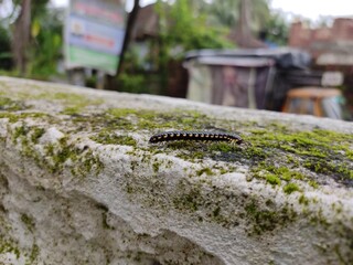 Black Millipede (Tachypodoiulus niger) Closeup 