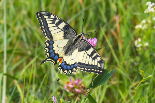 Swallowtail moth (Papilio machaon)