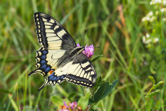 Swallowtail moth (Papilio machaon) © Rosemarie Kappler