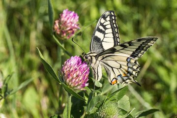 Swallowtail moth (Papilio machaon)