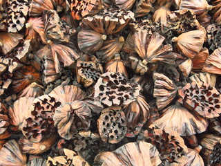 the background and texture of dry seedpod of lotus