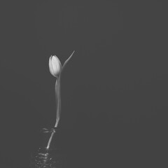 Artistic photo of a flower on a black background