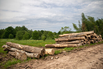 stack of firewood