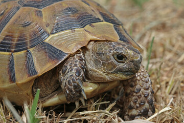 Close up of a young Greek turtle while moving in its natural environment, - macro