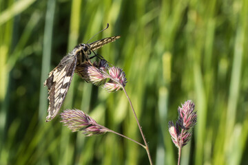Swallowtail moth (Papilio machaon)