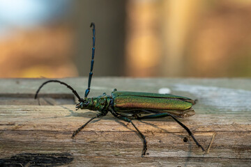 Green musk-buck beetle crawls on a weathered wooden board