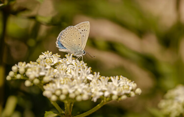 Multi-eyed Dafnis butterfly / Polyommatus daphnis