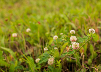 Pink clover. Wildflowers in the grass. Plants. Nature. 