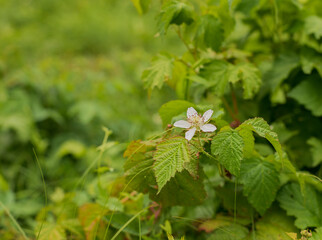 White flower on a green blurred background. Blackberry flower, berry. Summer concept.