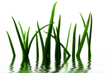 Obraz premium green grass in water