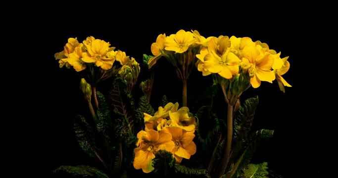 Yellow primrose flowers on a black background, time lapse, 4k