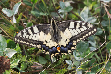 Swallowtail moth (Papilio machaon)