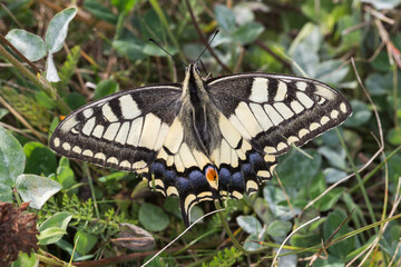 Fototapeta na wymiar Swallowtail moth (Papilio machaon)