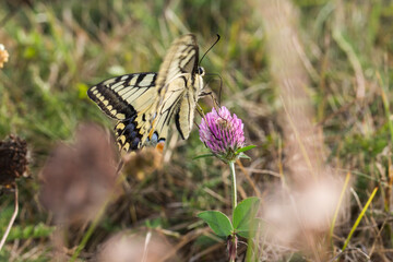 Swallowtail moth (Papilio machaon)
